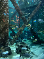 NOLA Aquarium