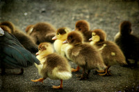 Ducks & Ducklings
