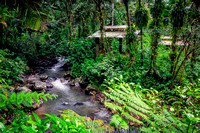 El Yunque Tropical Rainforest