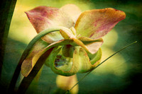 Flora