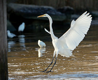 Egrets