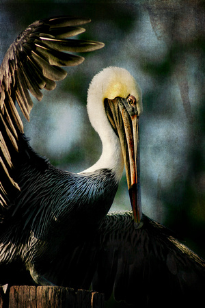 Brown Pelican Fish Tale