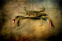 Crabs / Misc