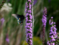 Butterflies