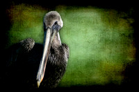Young Brown Pelican Portrait